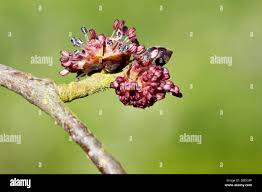 Attēlu rezultāti vaicājumam “Ulmus glabra flower”