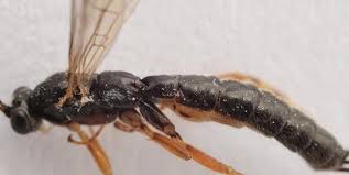 Attēlu rezultāti vaicājumam “Grypocoris sexguttatus imago”