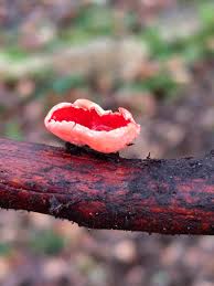 Attēlu rezultāti vaicājumam “Sarcoscypha austriaca var. lutea”