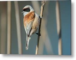 Image result for Remiz pendulinus