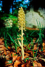 Attēlu rezultāti vaicājumam “Neottia nidus-avis bud”