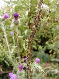 Attēlu rezultāti vaicājumam “Uroleucon cirsii”