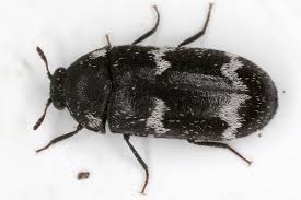 Attēlu rezultāti vaicājumam “Megatoma undata”