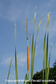 Attēlu rezultāti vaicājumam “Typha angustifolia”