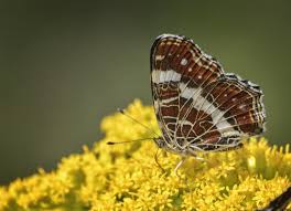 Attēlu rezultāti vaicājumam “Conardia compacta macro”