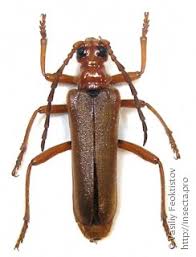 Attēlu rezultāti vaicājumam “Rhamnusium bicolor”