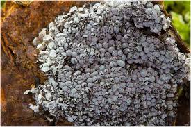 Attēlu rezultāti vaicājumam “Badhamia capsulifera”