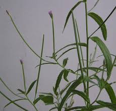 Image result for Weidenröschen