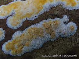 Attēlu rezultāti vaicājumam “Skeletocutis”