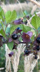 Image result for beladona