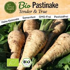 Image result for Pastinake