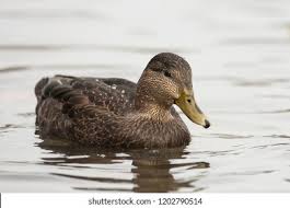 Image result for Anas rubripes