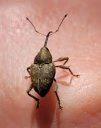 Attēlu rezultāti vaicājumam “Curculio nucum”