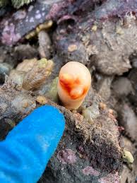 Attēlu rezultāti vaicājumam “Diderma crustaceum”