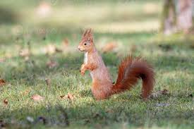 Attēlu rezultāti vaicājumam “Sciurus vulgaris”