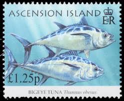 Image result for Thunnus obesus