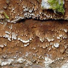 Attēlu rezultāti vaicājumam “Mycoacia fuscoatra”