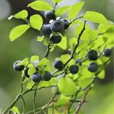 Attēlu rezultāti vaicājumam “Vaccinium myrtillus leaf”