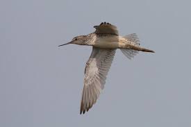 Attēlu rezultāti vaicājumam “Tringa stagnatilis adult”