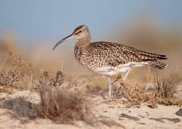 Attēlu rezultāti vaicājumam “Numenius phaeopus”