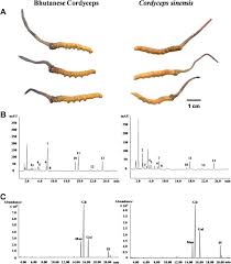 Attēlu rezultāti vaicājumam “Cordyceps stylophora”