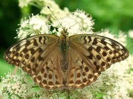 Attēlu rezultāti vaicājumam “Argynnis paphia female”