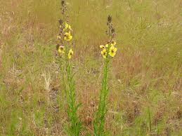 Image result for Verbascum blattaria