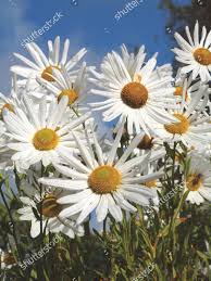 Image result for Leucanthemella serotina
