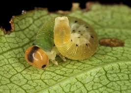 Attēlu rezultāti vaicājumam “Allantus cinctus”