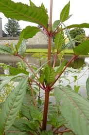 Attēlu rezultāti vaicājumam “Impatiens glandulifera leaf”