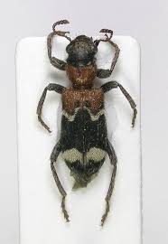 Attēlu rezultāti vaicājumam “Thanasimus formicarius”