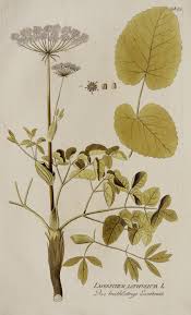 Attēlu rezultāti vaicājumam “Laserpitium latifolium flower”