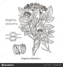 Image result for Angelica silvestris