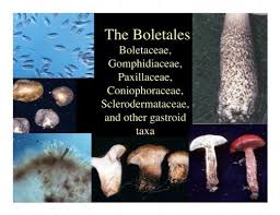 Attēlu rezultāti vaicājumam “Boletales”