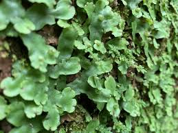 Attēlu rezultāti vaicājumam “Conocephalum”