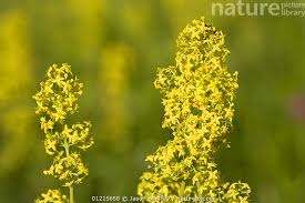 Attēlu rezultāti vaicājumam “Galium verum flower”