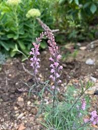 Image result for Linaria purpurea