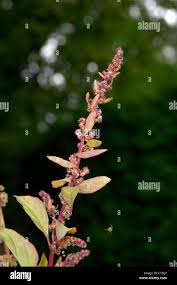 Attēlu rezultāti vaicājumam “Chenopodium polyspermum”