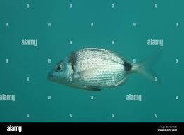 Image result for Diplodus vulgaris