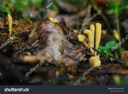 Attēlu rezultāti vaicājumam “Clavariadelphus ligula”