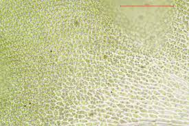 Attēlu rezultāti vaicājumam “Anomodon attenuatus sporophyte”