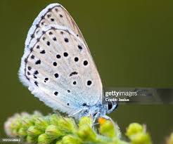 Attēlu rezultāti vaicājumam “Maculinea alcon underside”
