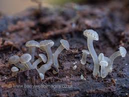 Attēlu rezultāti vaicājumam “Symphytocarpus flaccidus macro”