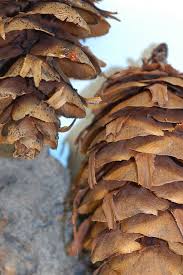 Attēlu rezultāti vaicājumam “Pseudotsuga menziesii fruit”