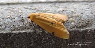 Attēlu rezultāti vaicājumam “Lithosia quadra female”