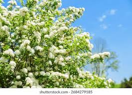Attēlu rezultāti vaicājumam “Spiraea chamaedryfolia flower”
