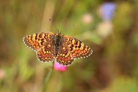 Attēlu rezultāti vaicājumam “Melitaea phoebe underside”