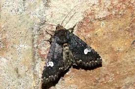 Attēlu rezultāti vaicājumam “Melanchra persicariae”