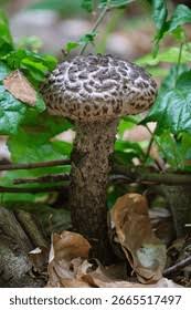 Attēlu rezultāti vaicājumam “Strobilomyces strobilaceus”