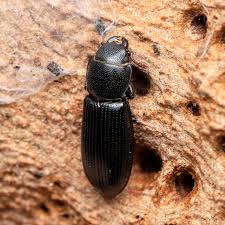 Attēlu rezultāti vaicājumam “Trogossitidae”